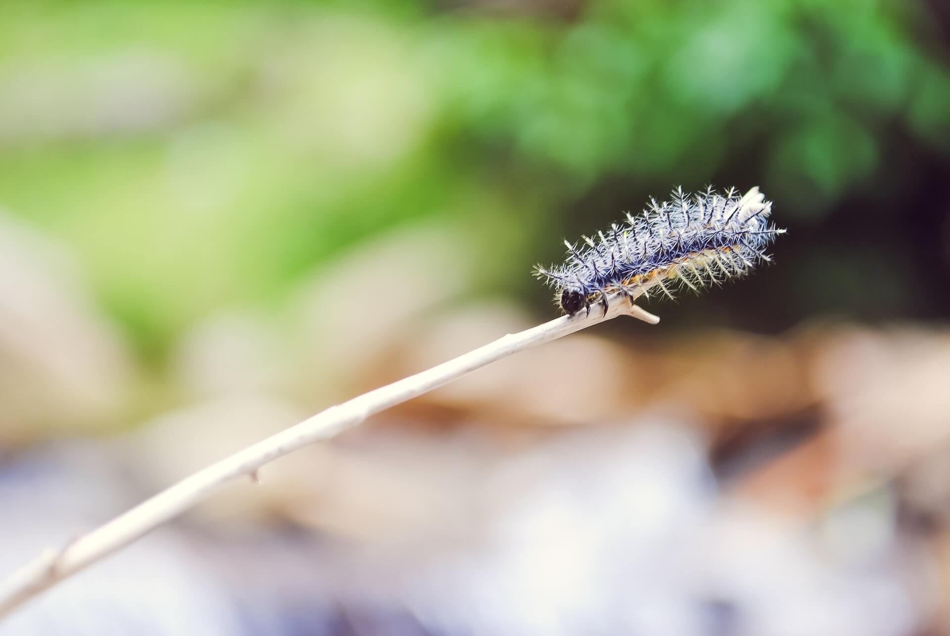 Hairy caterpillar on a twig. El Salado, Envigado, Colombia.